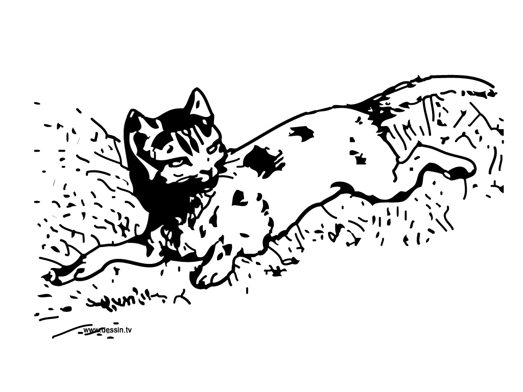 Coloring Baby Cat Laying Grass Pictures
