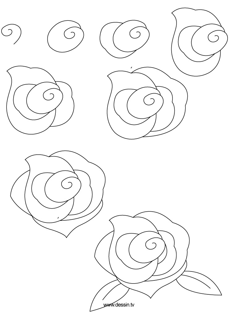 Drawing Rose